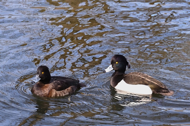 canards dans l'eau