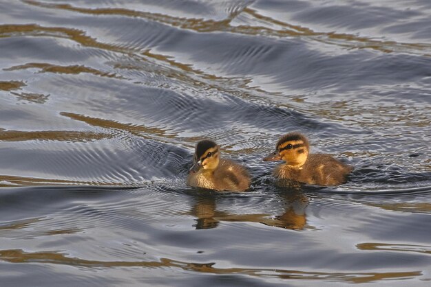 canards dans l'eau