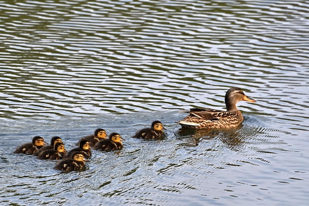 canards dans l'eau