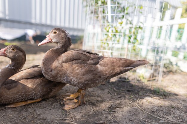 Canards dans un enclos à la ferme