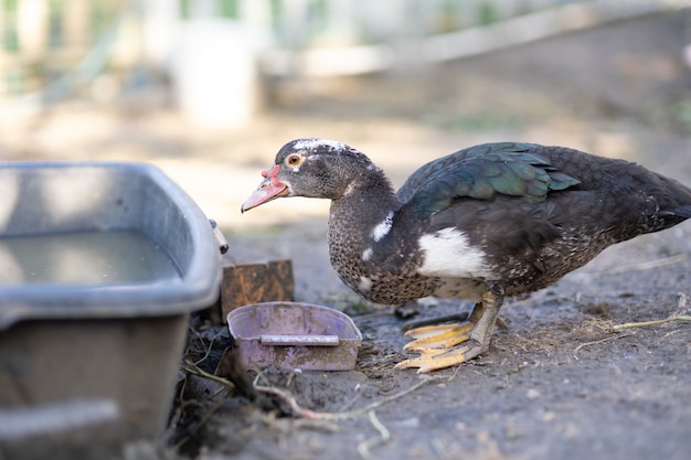 Canards dans un enclos à la ferme