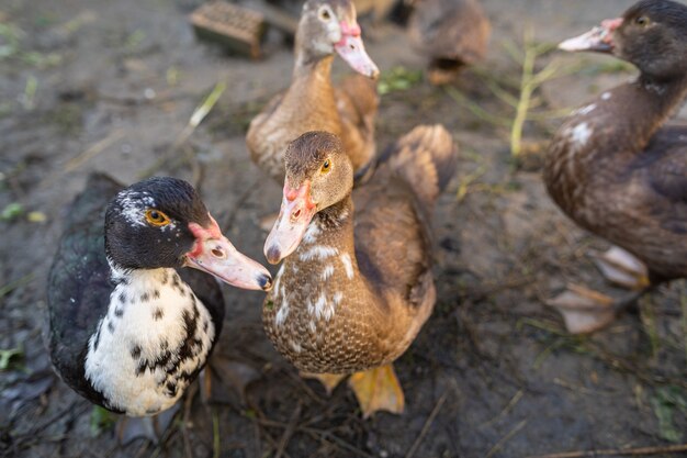 Canards dans un enclos à la ferme