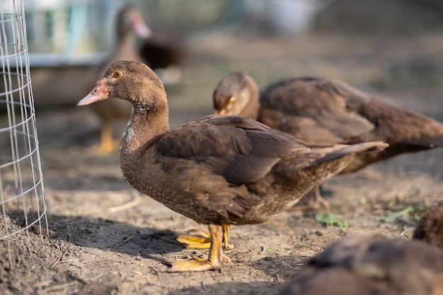 Canards dans un enclos à la ferme