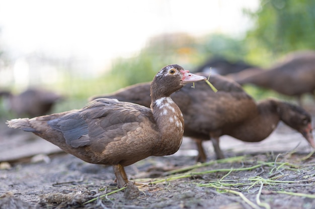 Canards dans un enclos à la ferme