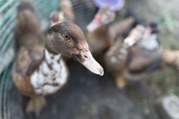 Canards dans un enclos à la ferme