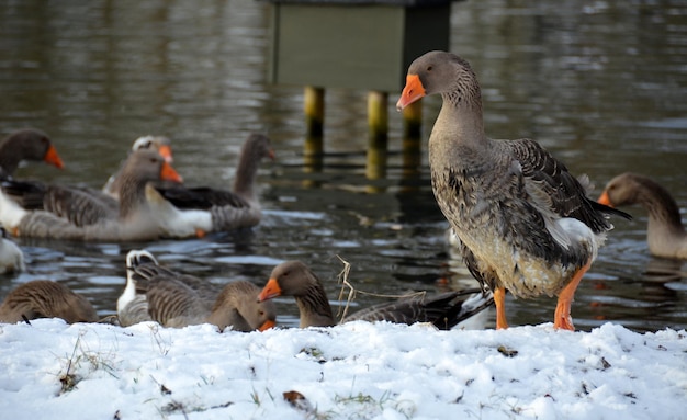 Des canards dans un lac.