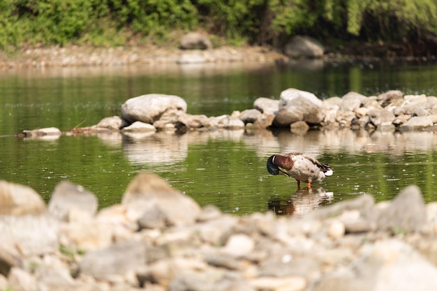 Photo des canards dans le lac