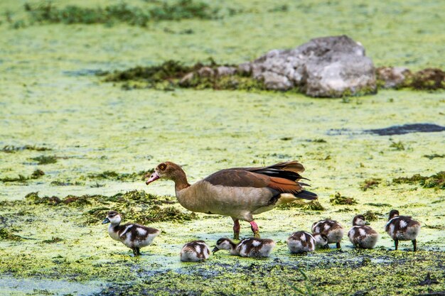 Des canards dans un lac