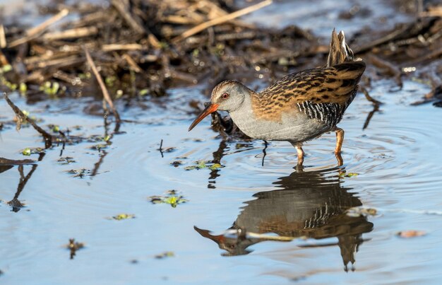 Photo des canards dans un lac