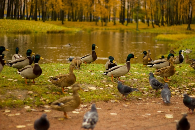 Photo des canards dans un lac