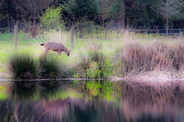 Photo des canards dans un lac