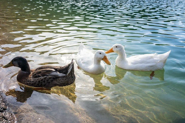 Canards dans le lac