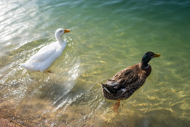 Canards dans le lac