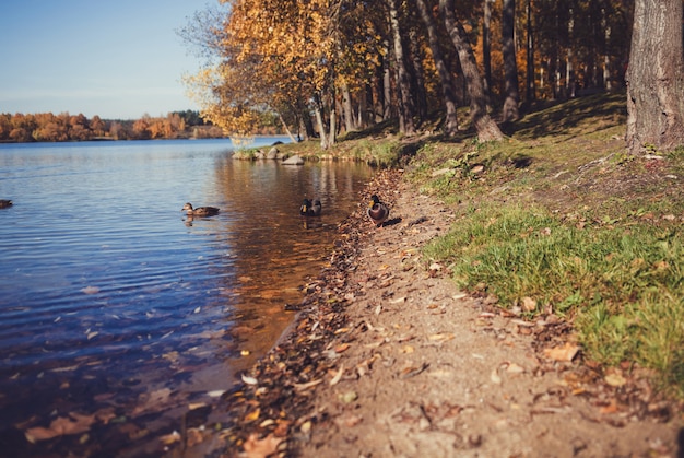 Canards dans le lac