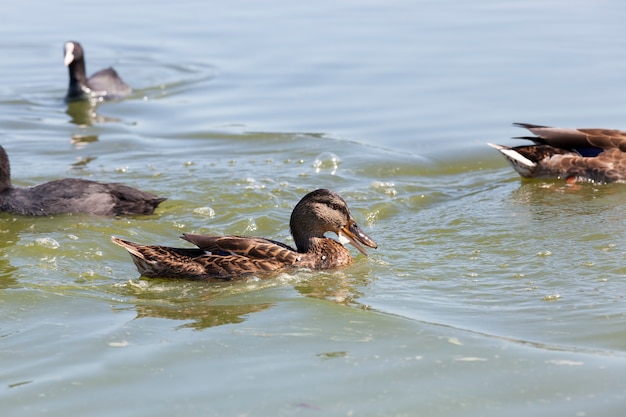 Canards dans la nature