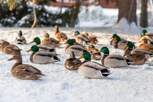 Canards dans un parc public d'hiver. Les canards sont debout ou assis dans la neige. Migration des oiseaux.