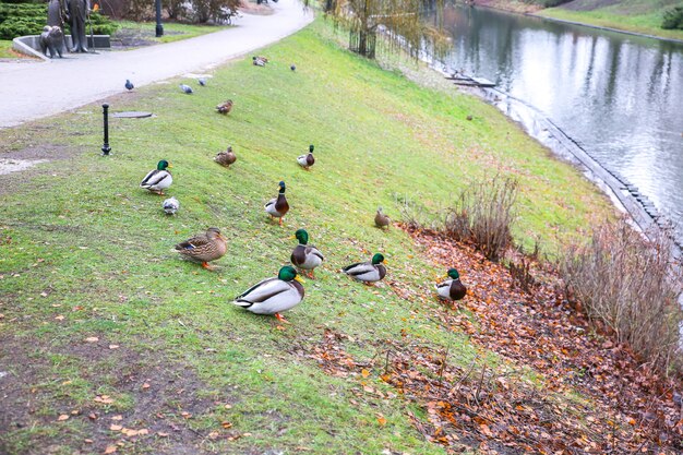 Canards dans le parc vide de la ville.