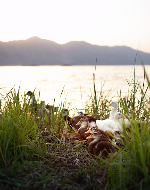 Photo des canards dans une rangée assis parmi les buissons à côté d'un lac au coucher du soleil
