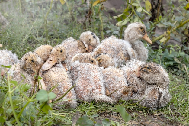 Les canards domestiques malades s'assoient sur l'herbe dans une ferme familiale