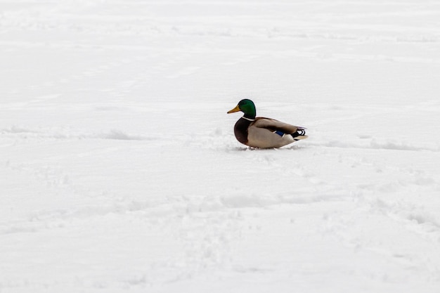 Canards et drakes marchent sur la neige et sur un lac gelé