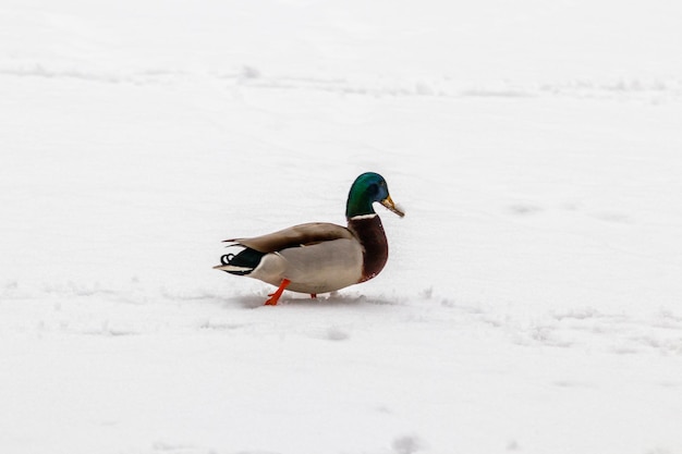 Canards et drakes marchent sur la neige et sur un lac gelé