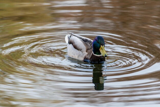 Canards et drakes nagent dans l'étang