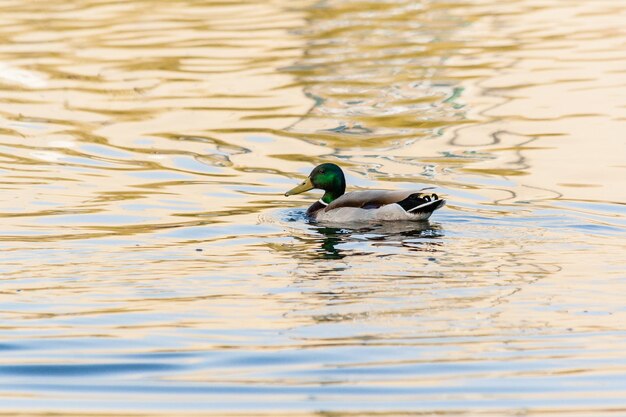 Canards et drakes nagent dans l'étang