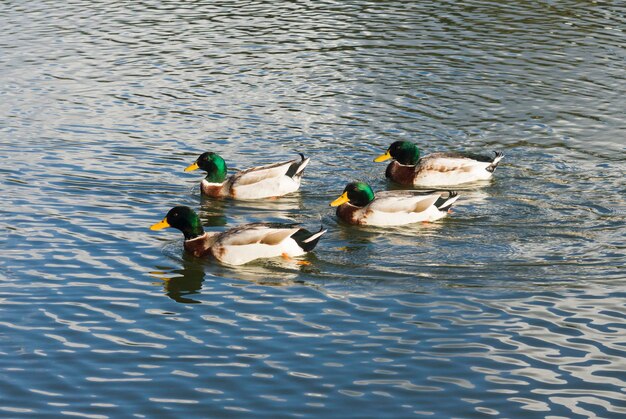 Canards sur l'eau dans le parc