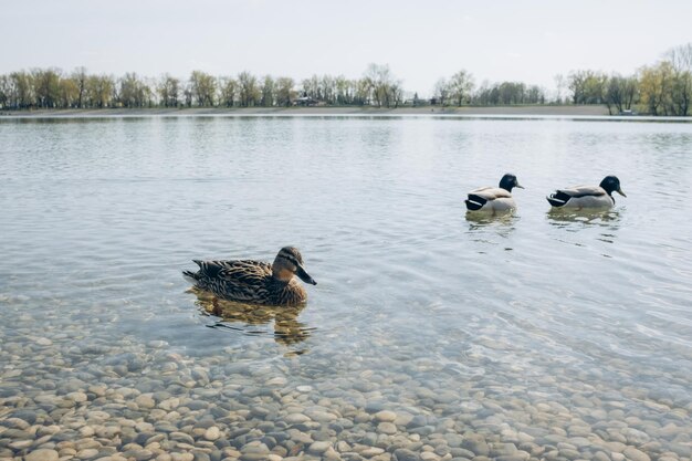 Canards sur l'eau à la rivière