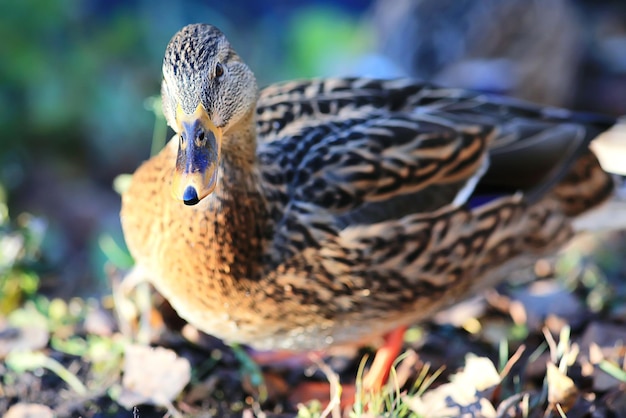 canards d'eau sauvage nature animal