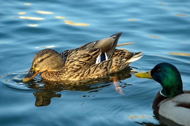 canards sur l'étang au printemps