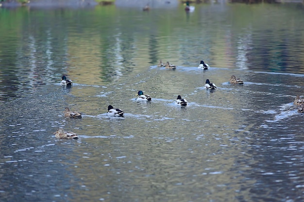 canards sur un étang en automne, oiseaux sauvages, canard colvert