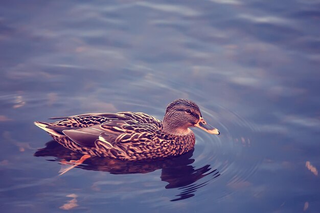 canards sur un étang en automne, oiseaux sauvages, canard colvert