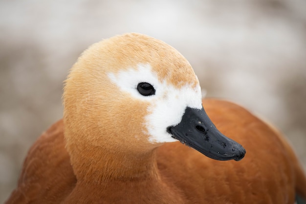 Canards sur l'étang dans le parc. Tête de canard se bouchent. Portrait d'oiseau.