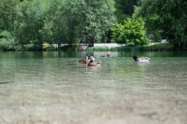 Canards flottant sur une belle eau verte calme