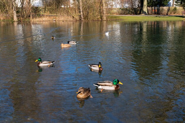 Canards flottant dans l'étang de la ville