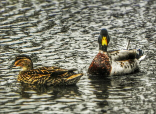 Des canards flottant sur l'eau