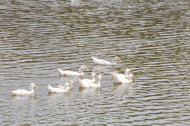 Canards flottant sur la rivière.