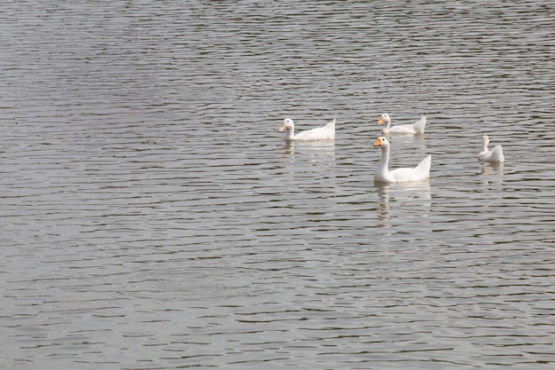 Canards flottant sur la rivière.