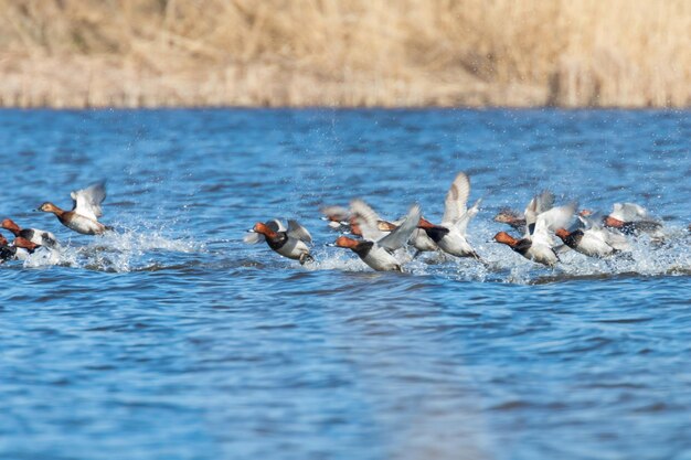 Canards fuligules communs volant au-dessus de l'eau (Aythya ferina)