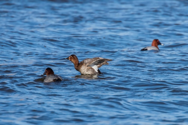 Canards fuligules nageant dans le lac (Aythya ferina)