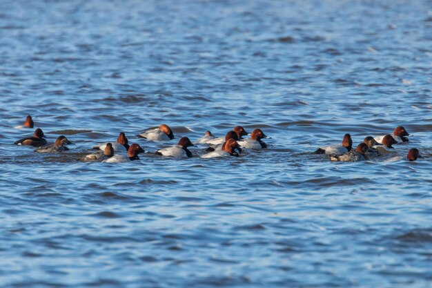 Canards fuligules nageant dans le lac (Aythya ferina)