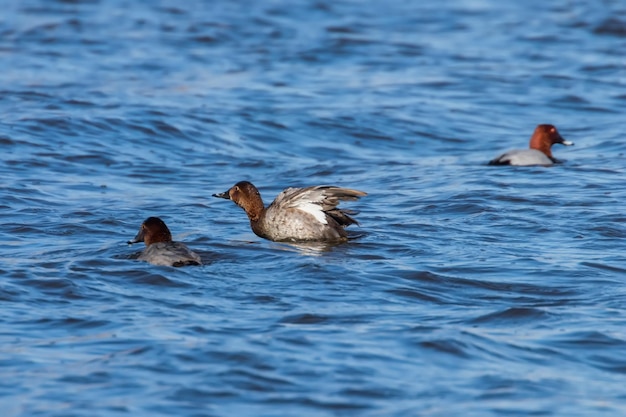 Canards fuligules nageant dans le lac (Aythya ferina)