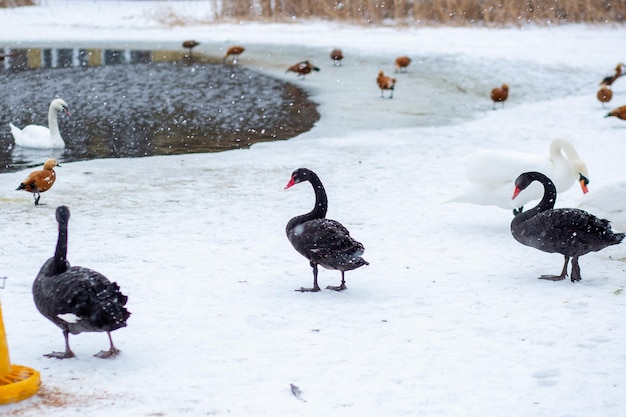 Canards d'hiver sur l'étang en hiver Marche des oies sur la glace Froid