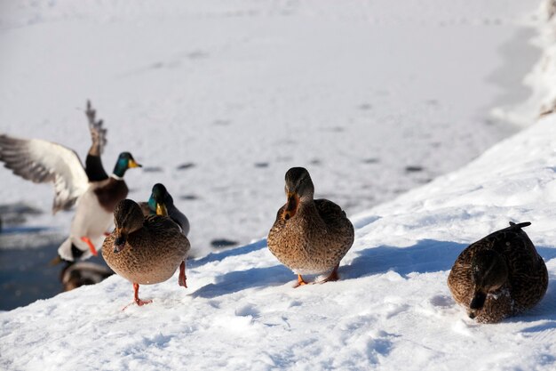 Canards hivernant en Europe, saison hivernale avec beaucoup de neige et de givre, les canards vivent dans la ville près de la rivière, en hiver ils sont nourris par des gens