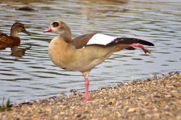 Photo des canards sur un lac