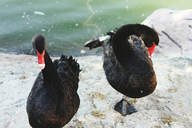 Des canards sur un lac.