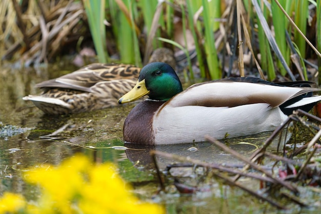 Canards mâles et femelles sur l'étang