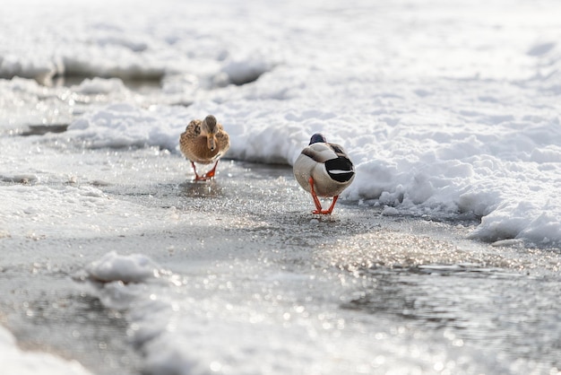 Photo les canards mallards marchent sur la glace par paires, les oiseaux d'eau dans le parc d'hiver, la saison de la recherche d'un partenaire.