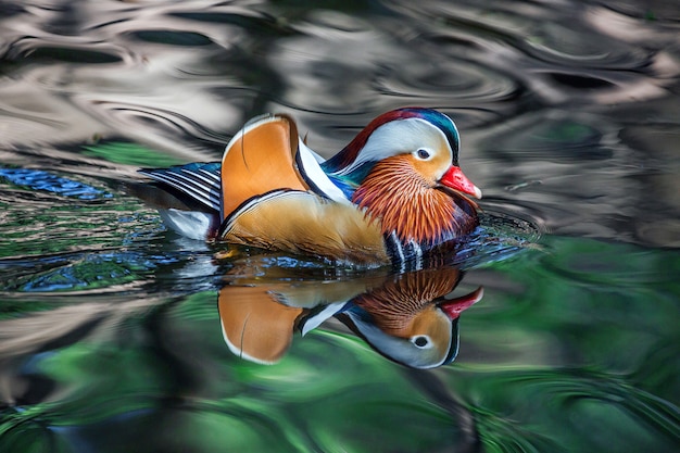 Les canards Mandarin mâles nagent dans l'eau avec un beau motif.